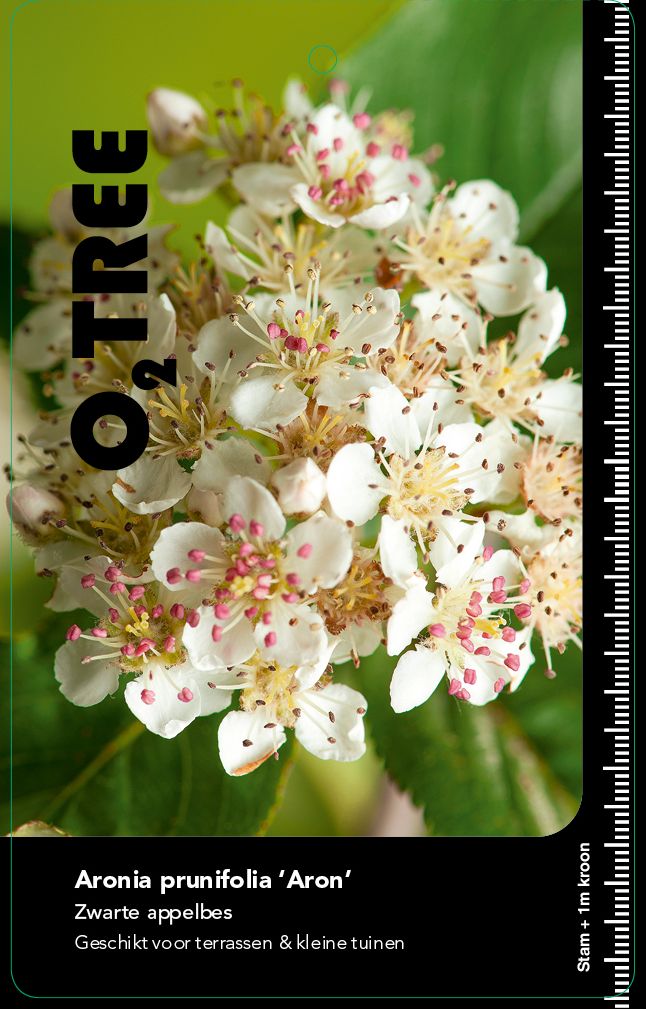 aronia-prunifolia-aron