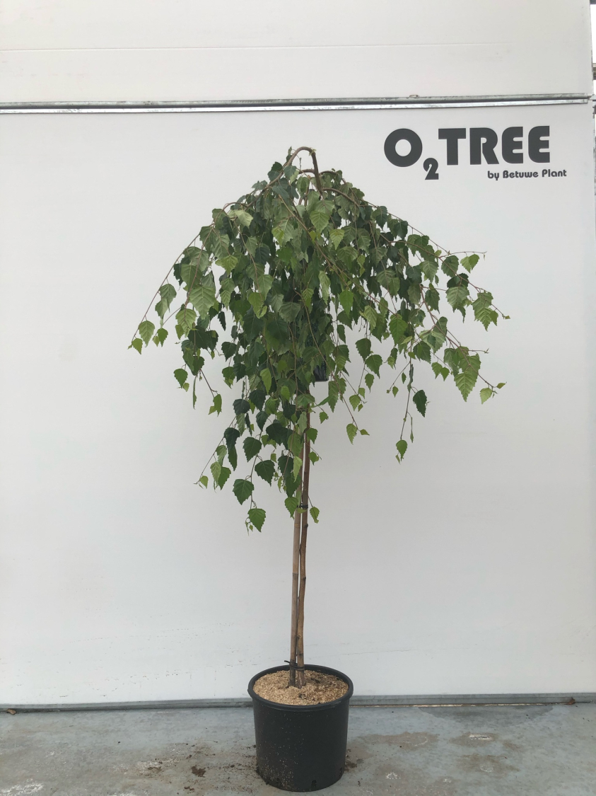 betula-pendula--youngii--c10-120cm--2-