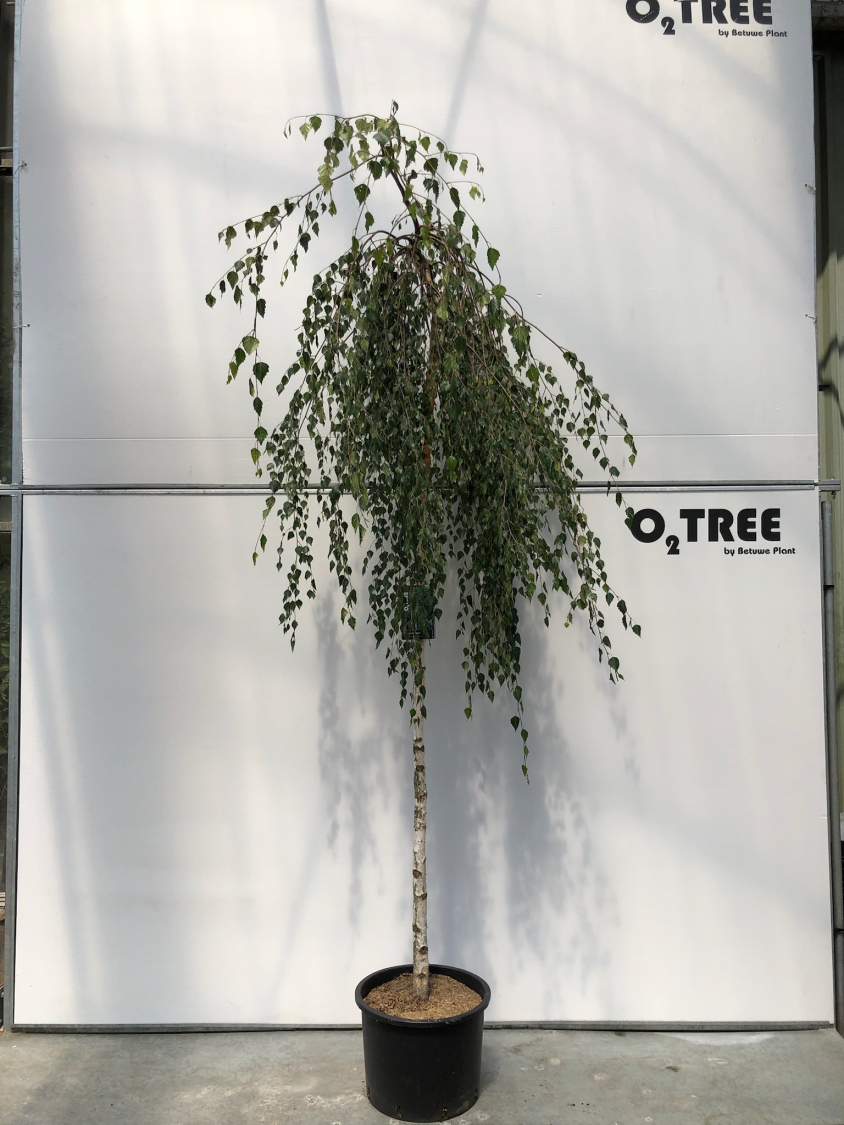 betula-pendula--youngii--c35-8-10-12-220cm