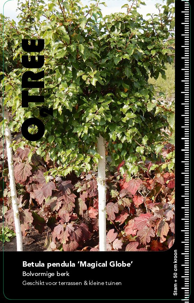 betula-pendula-magical-globe