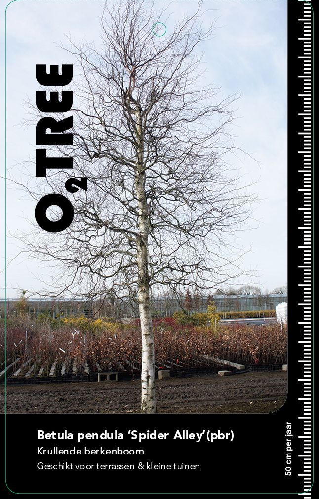 betula-pendula-spider-alley