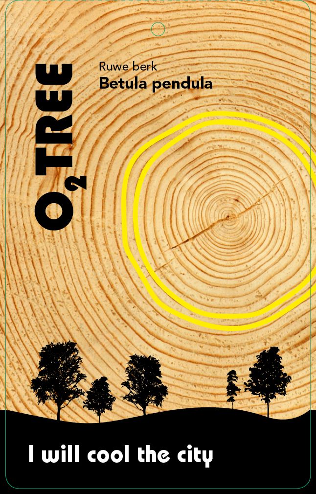 betula-pendula-thema