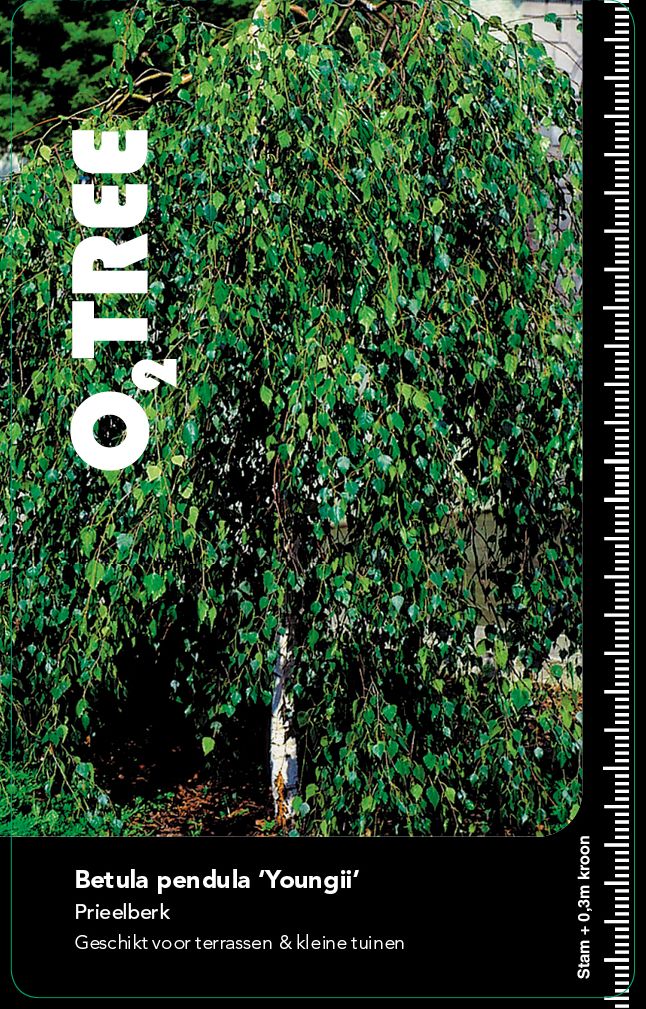 betula-pendula-youngii