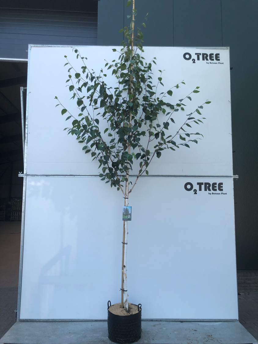 betula-utilis--jacquemontii--in-container