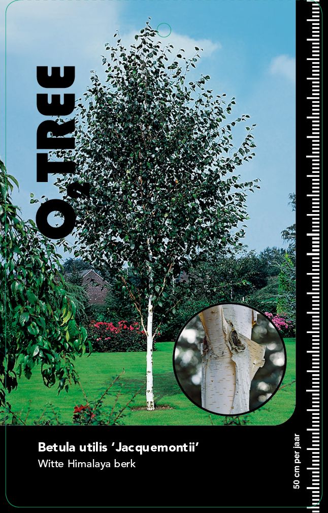 betula-utilis-jacquemontii