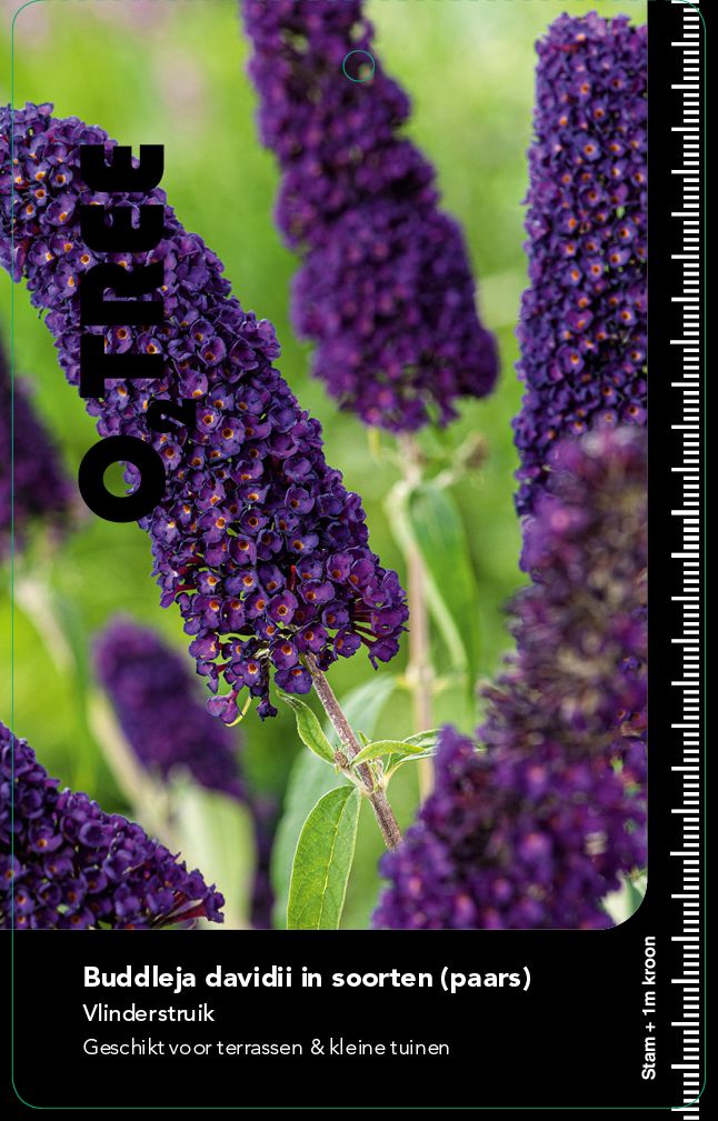 buddleja-davidii-in-soorten-paars