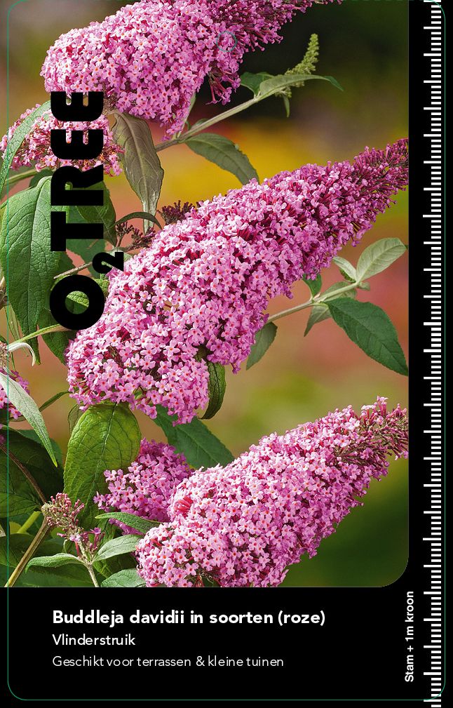 buddleja-davidii-in-soorten-roze