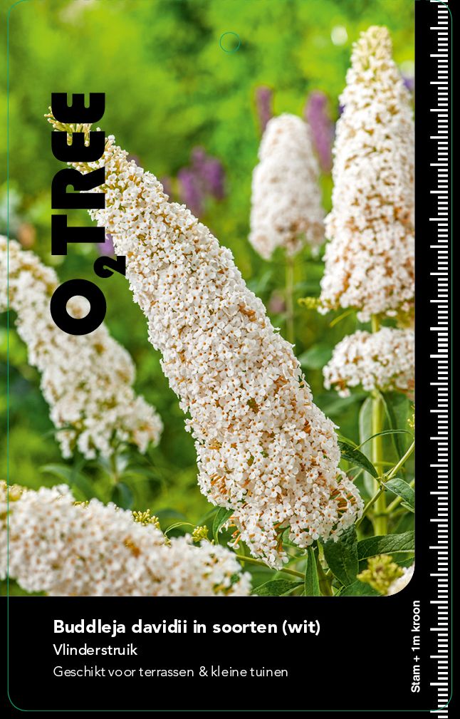 buddleja-davidii-in-soorten-wit