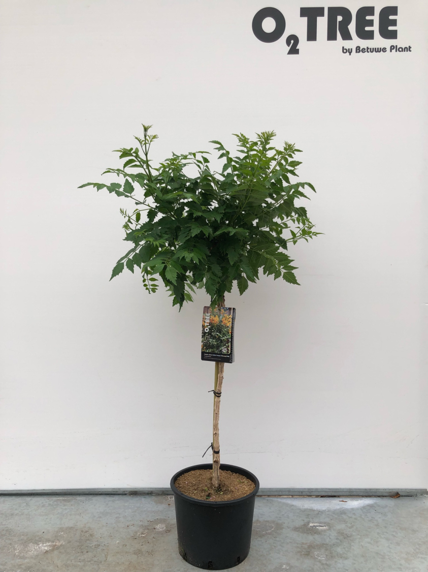 campsis-radicans-golden-trumpet---mincamja3-pbr--c10-80cm