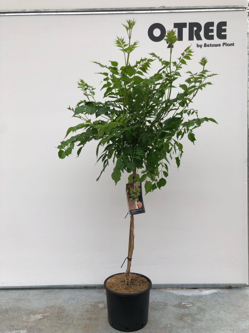 campsis-tagliabuana--indian-summer--c10-80cm