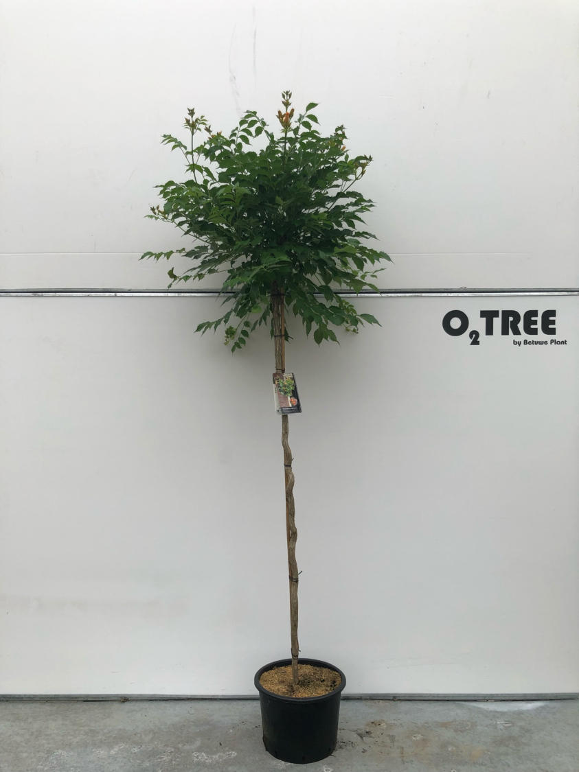 campsis-tagliabuana--indian-summer--c20-6-8-180cm