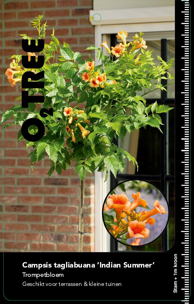 campsis-tagliabuana-indian-summer