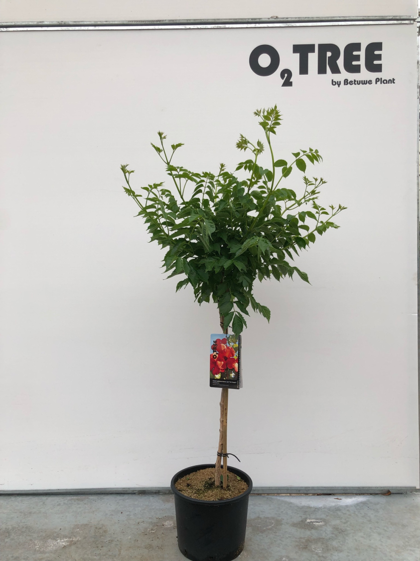 campsis-tagliabuana-summer-jazz--fire-trumpet--c10-80cm