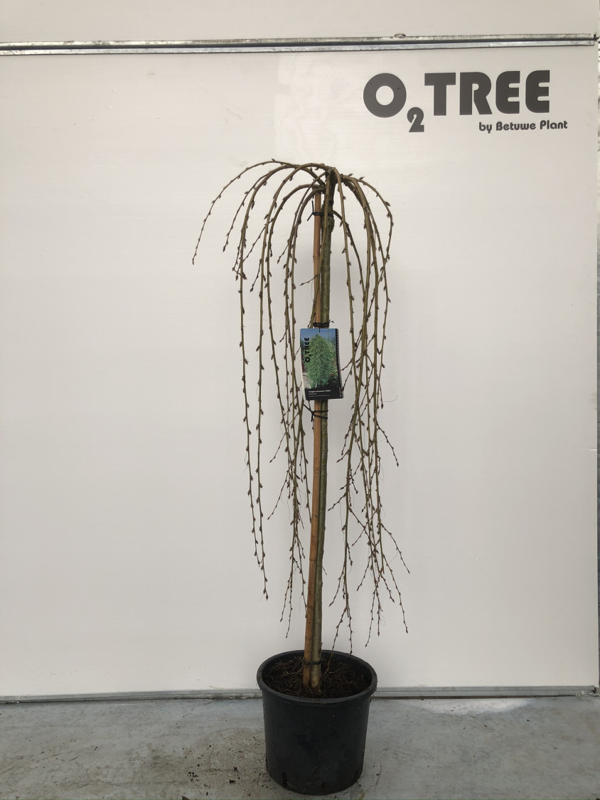 caragana-arborescens--walker--c10-120cm