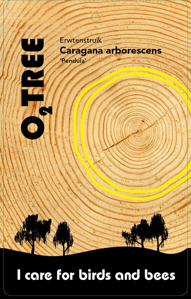 caragana-arborescens-pendula-thema