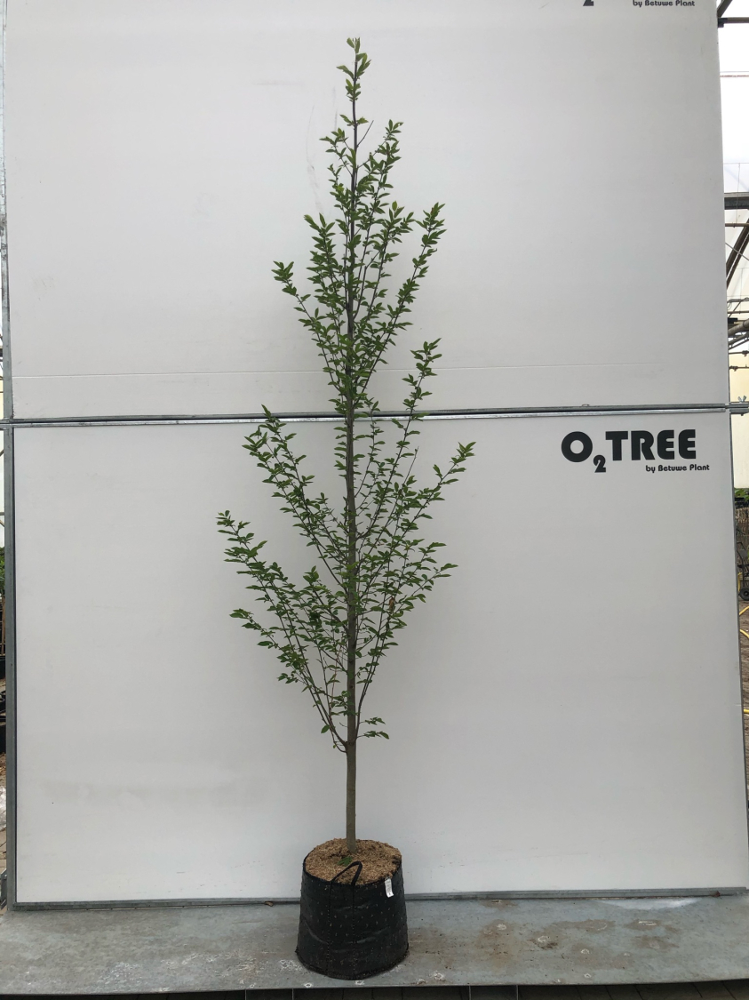 carpinus-betulus--fastigiata--8-10-beveerd