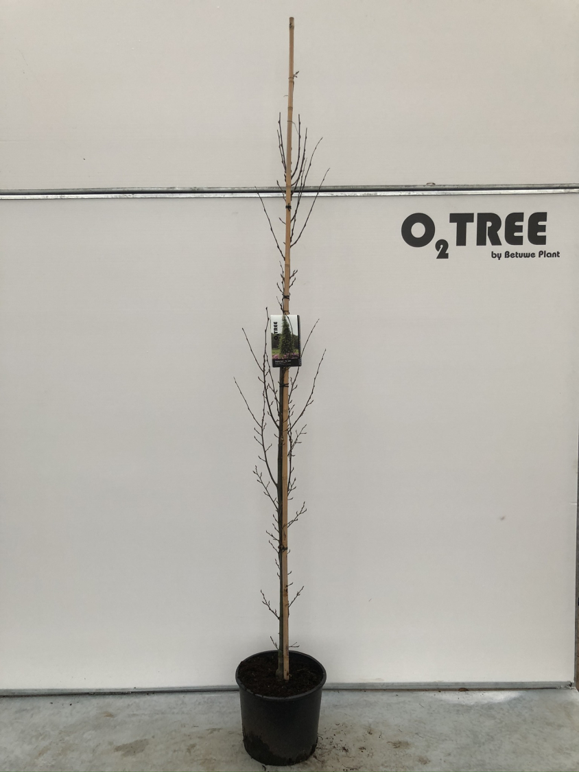 carpinus-betulus--fastigiata--c15-175-200