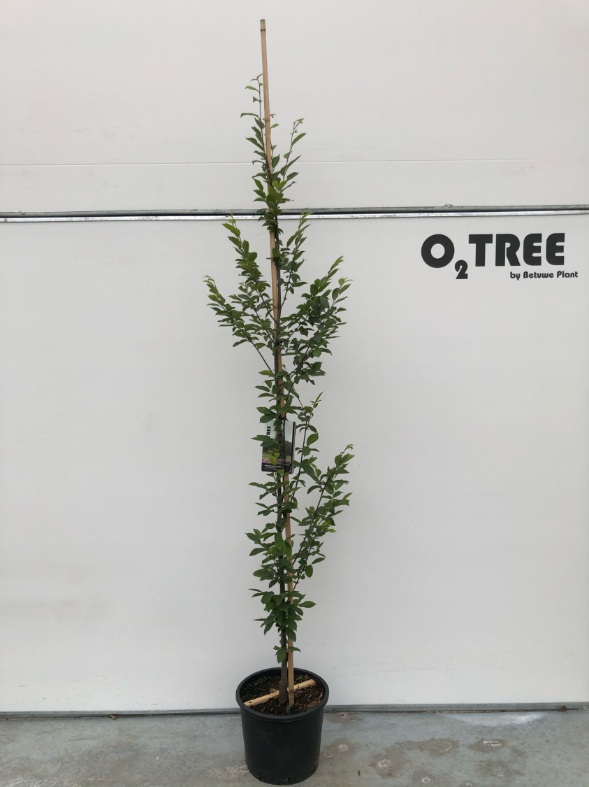 carpinus-betulus--fastigiata--c15-200-250