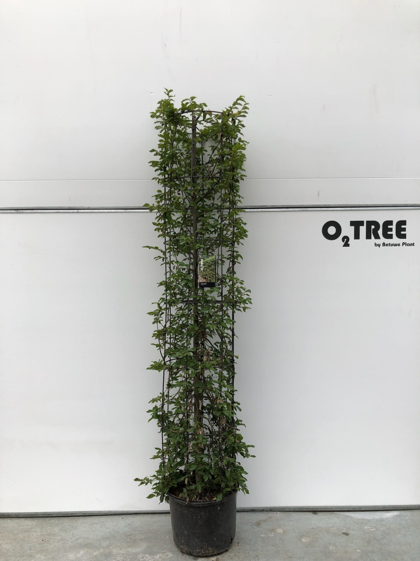 carpinus-betulus-c35-35x210-cilinder