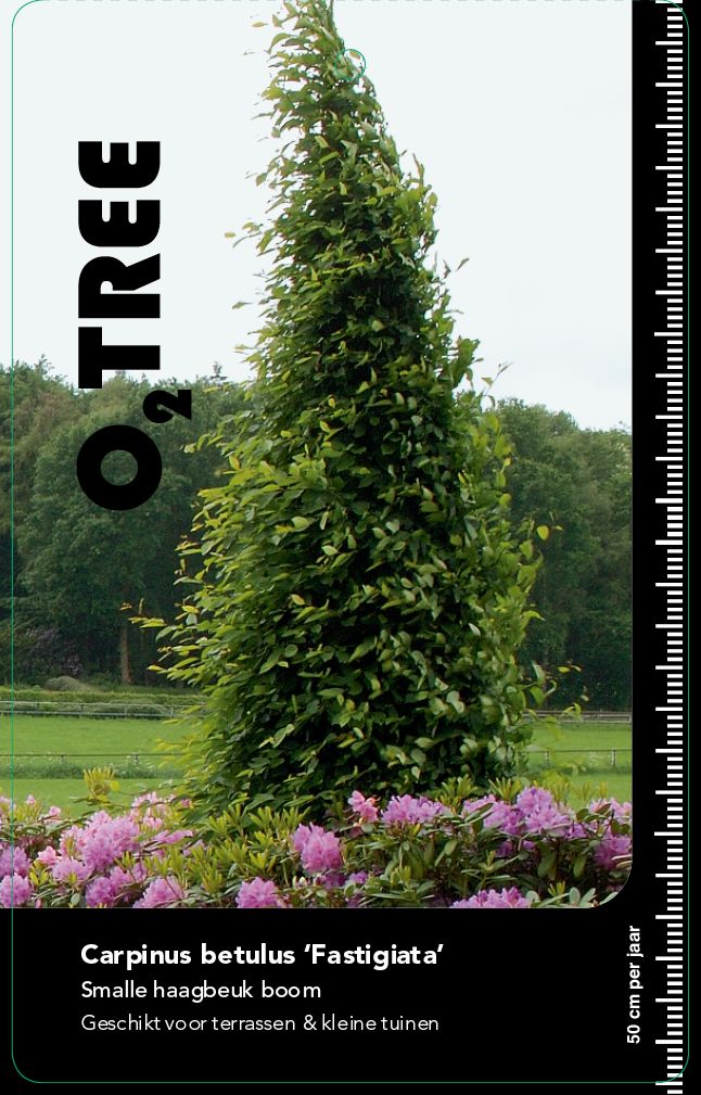 carpinus-betulus-fastigiata