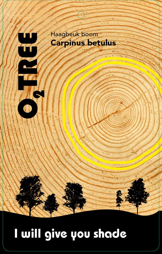 carpinus-betulus-geveerd-thema