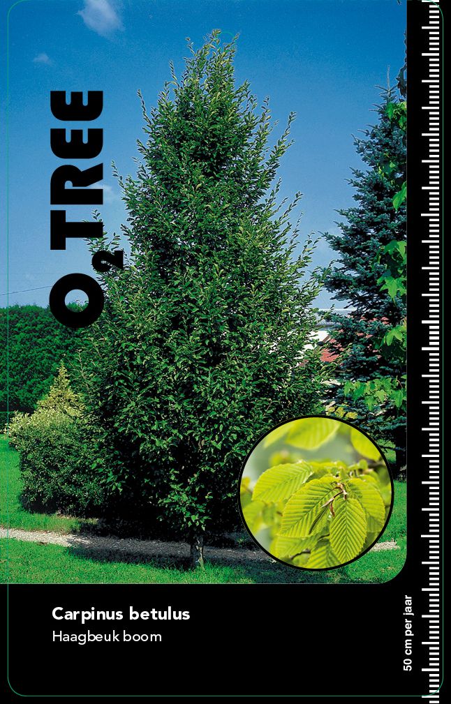 carpinus-betulus-geveerd