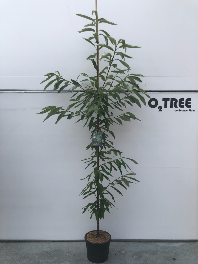 castanea-sativa--marrone-di-marradi--c15-200-250