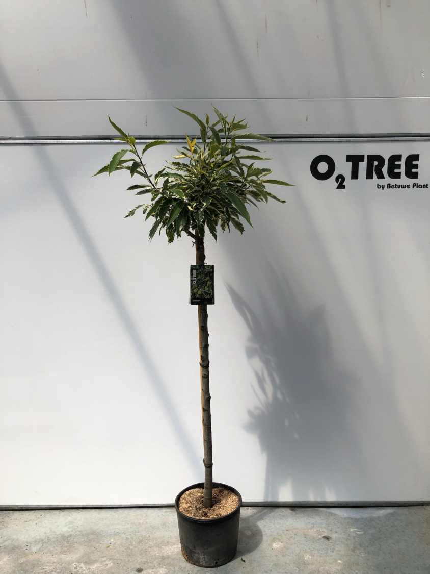 castanea-sativa--variegata--c15-120cm