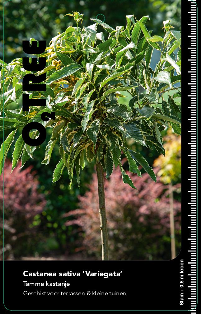 castanea-sativa-variegata