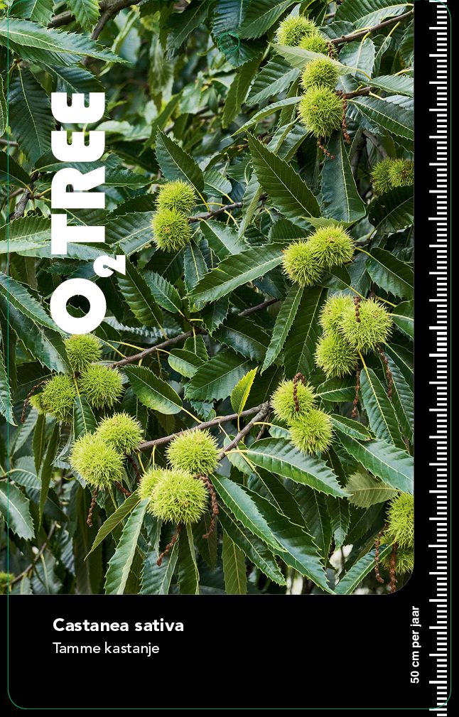 castanea-sativa