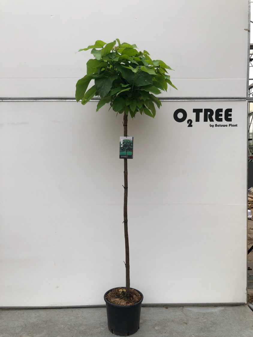 catalpa-bignoniodes--nana--150cm