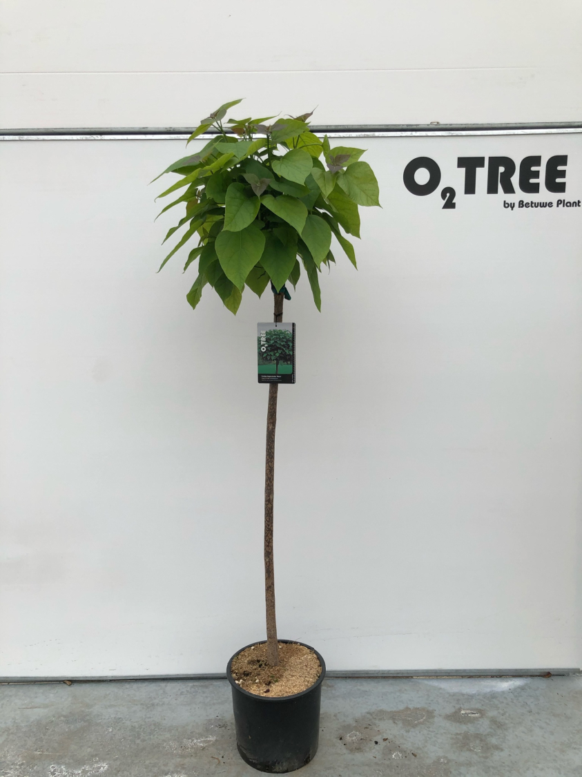 catalpa-bignoniodes--nana--c15-120cm--2-
