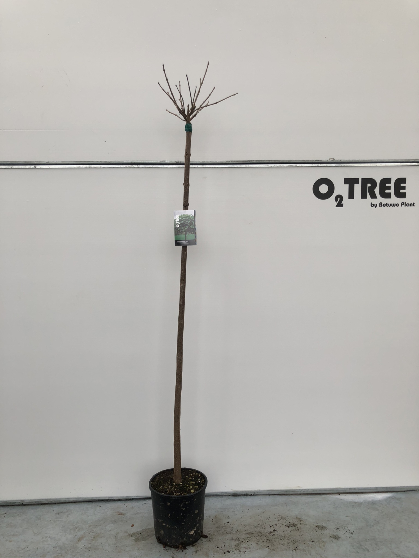 catalpa-bignoniodes--nana--c15-180cm