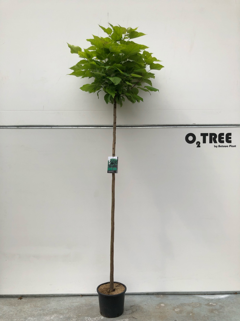 catalpa-bignoniodes--nana--c15-8-10-180cm