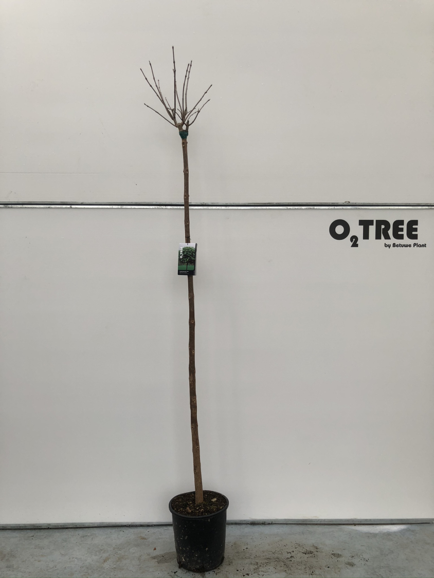 catalpa-bignoniodes--nana--c20-200cm