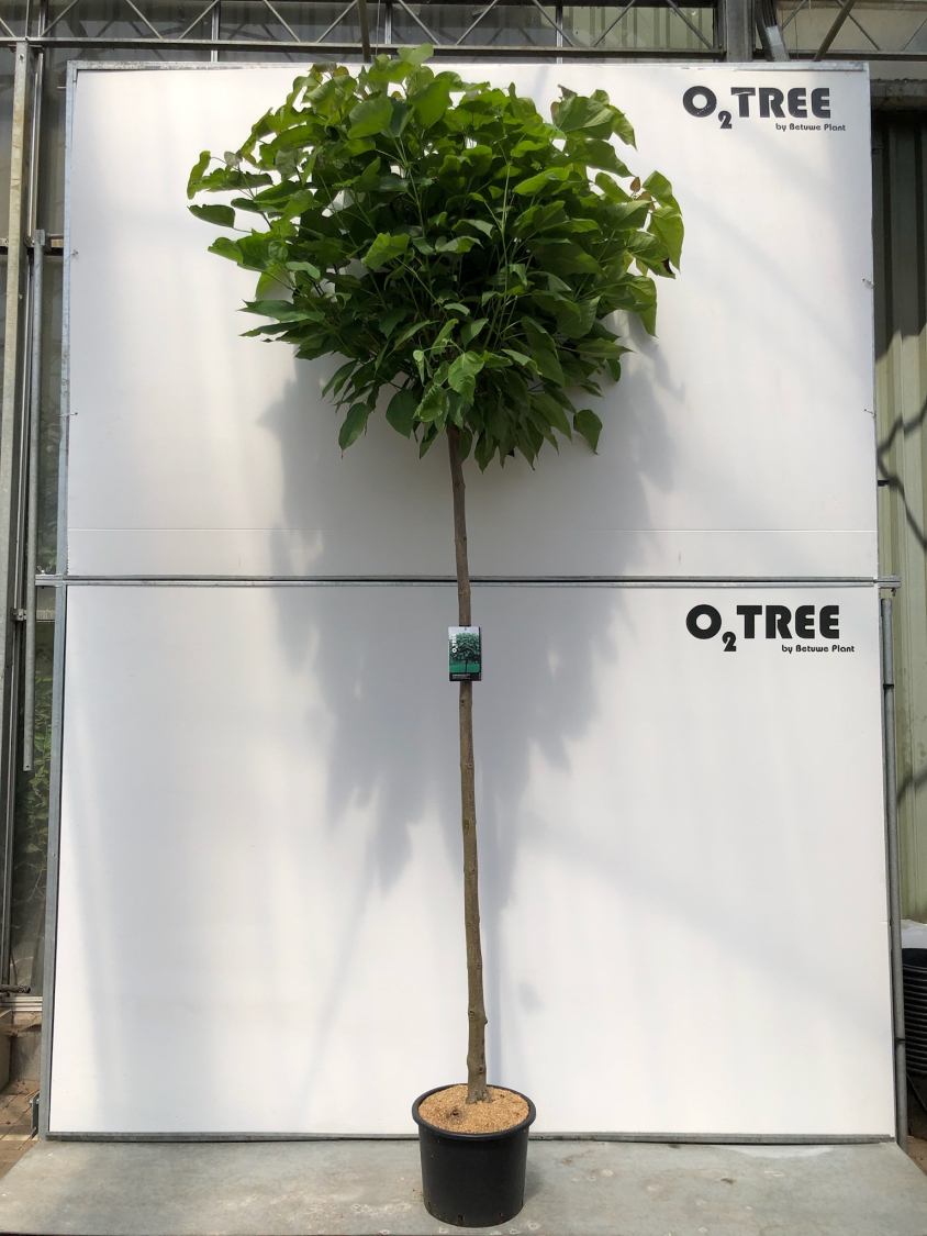 catalpa-bignoniodes--nana--c35-12-14-220-cm--2-