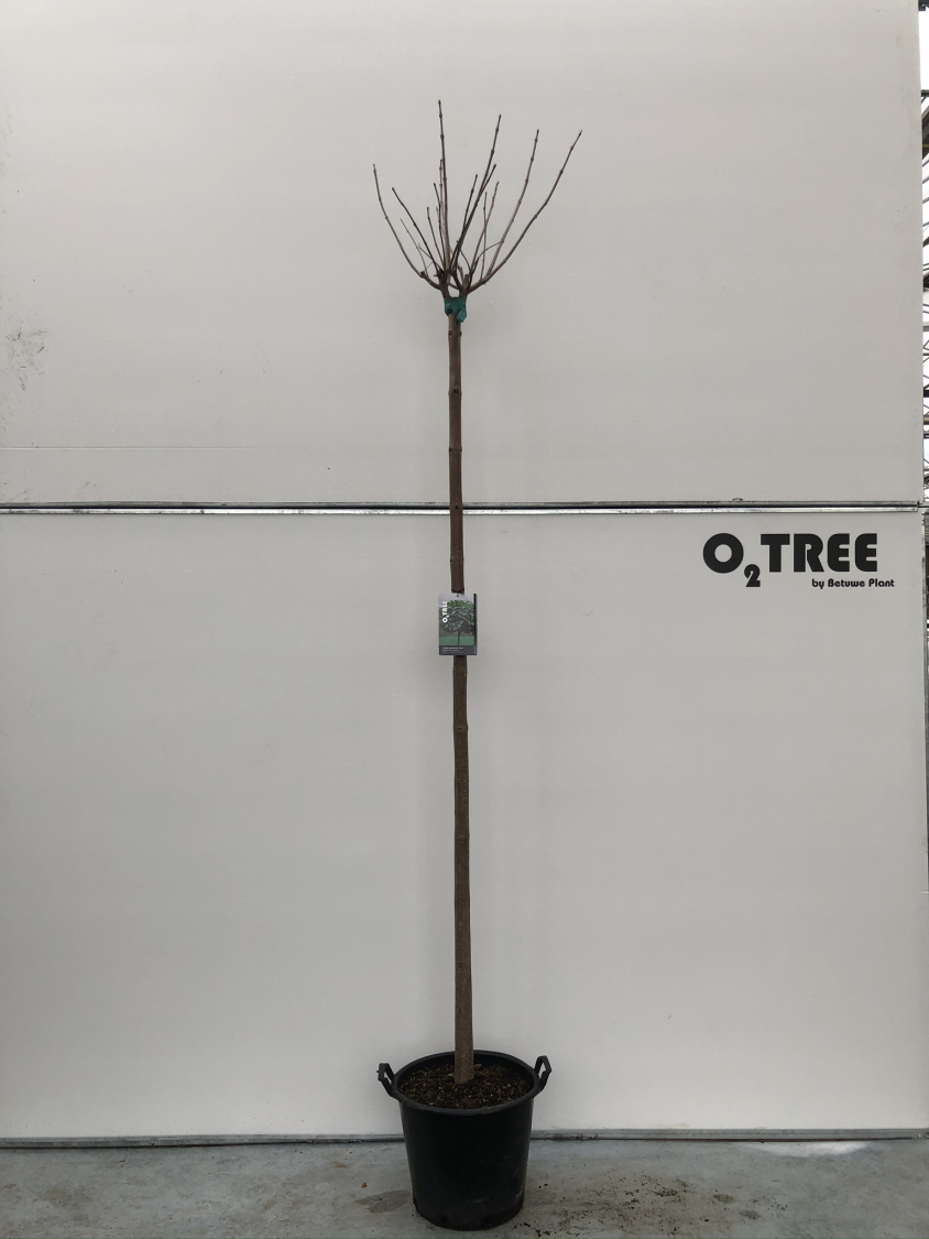 catalpa-bignoniodes--nana--c35-12-14-220-cm