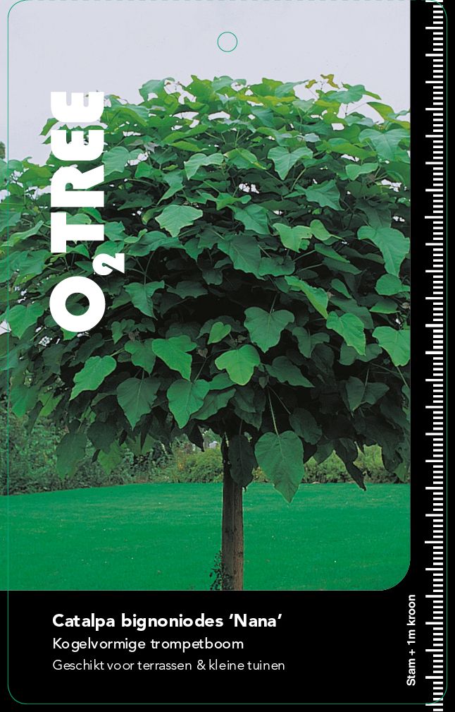 catalpa-bignoniodes-nana