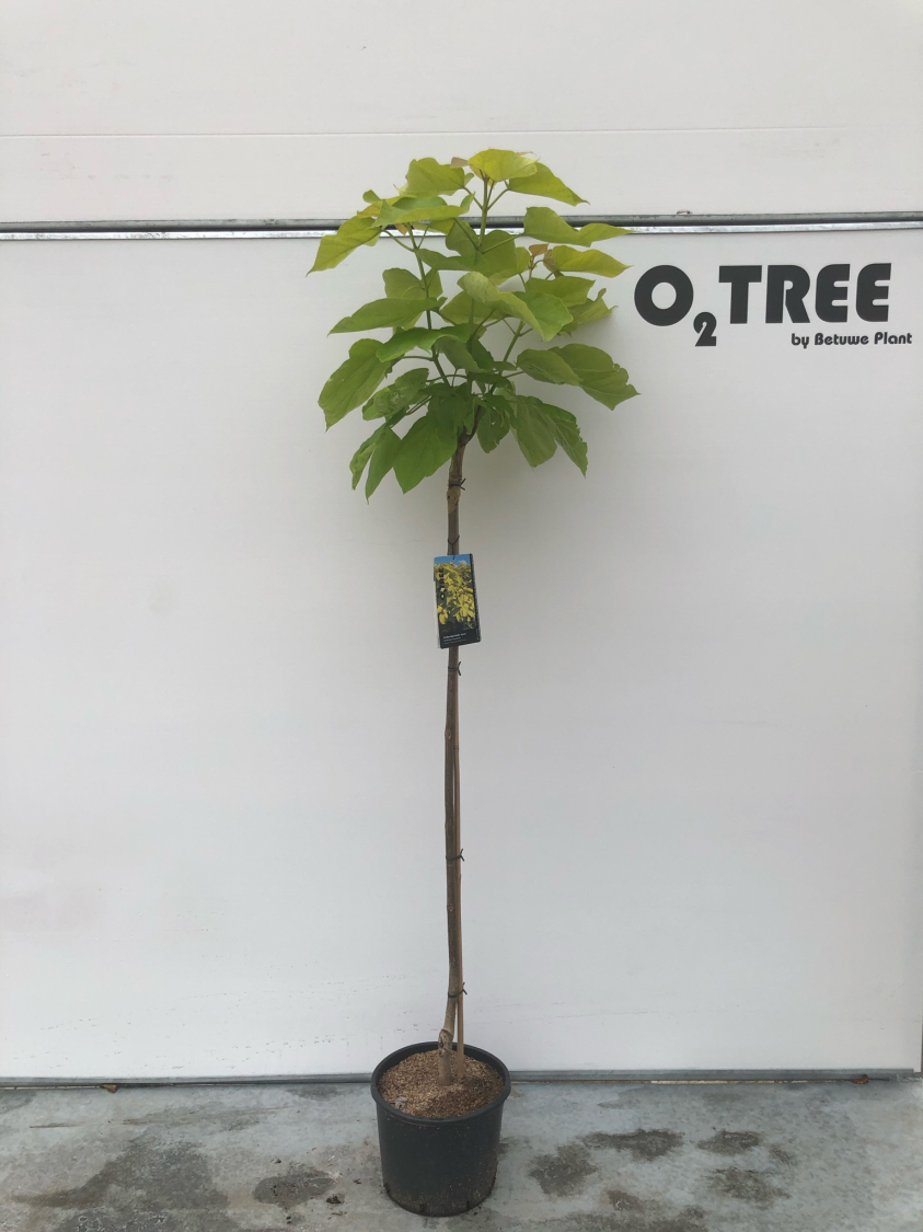 catalpa-bignonioides--aurea--c10-120cm