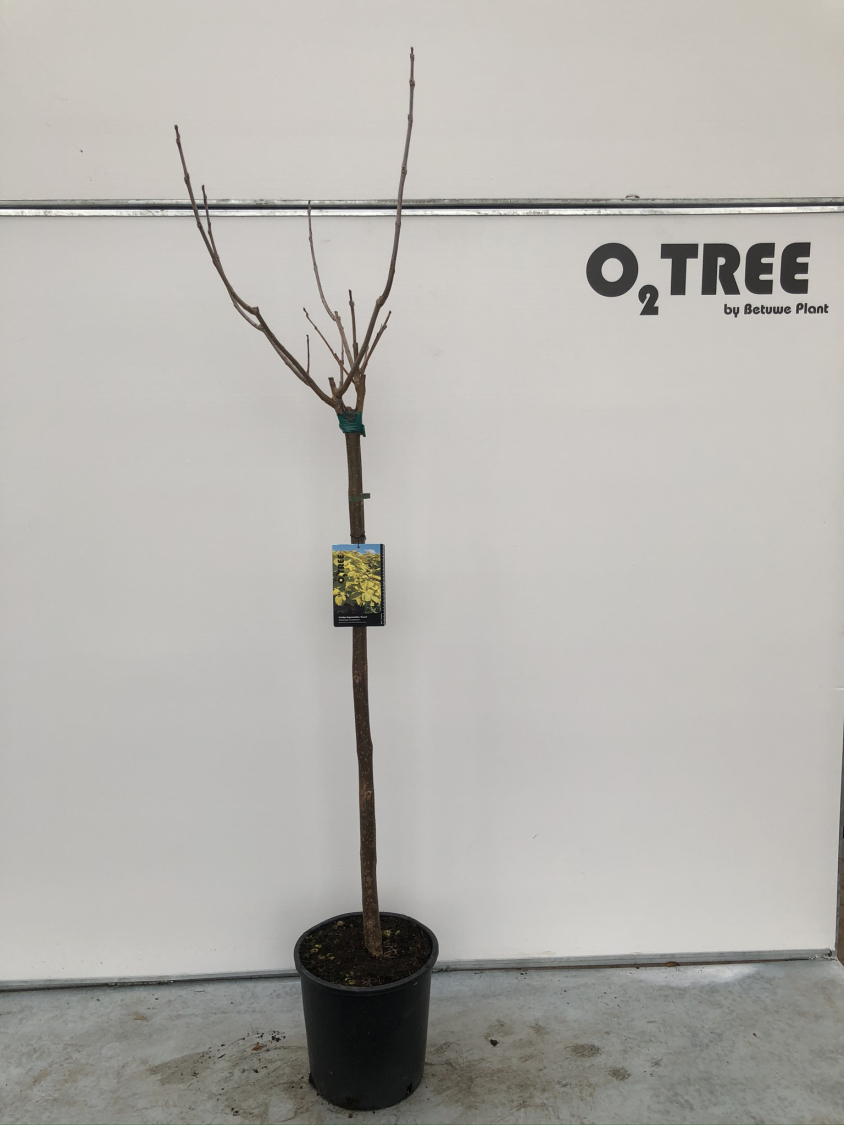 catalpa-bignonioides--aurea--c15-120cm