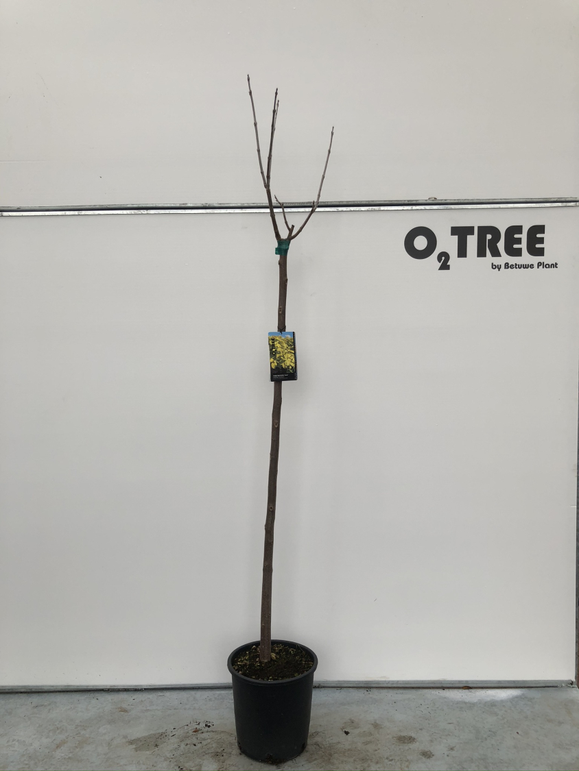 catalpa-bignonioides--aurea--c15-150cm