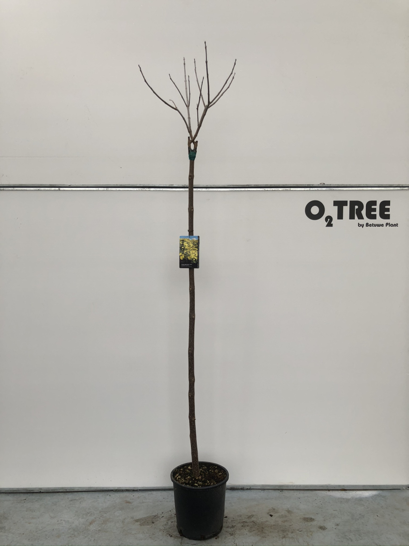 catalpa-bignonioides--aurea--c20-180cm