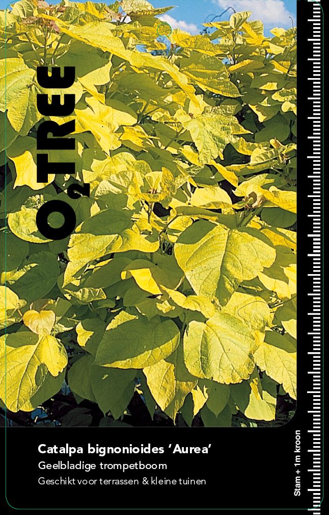 catalpa-bignonioides-aurea