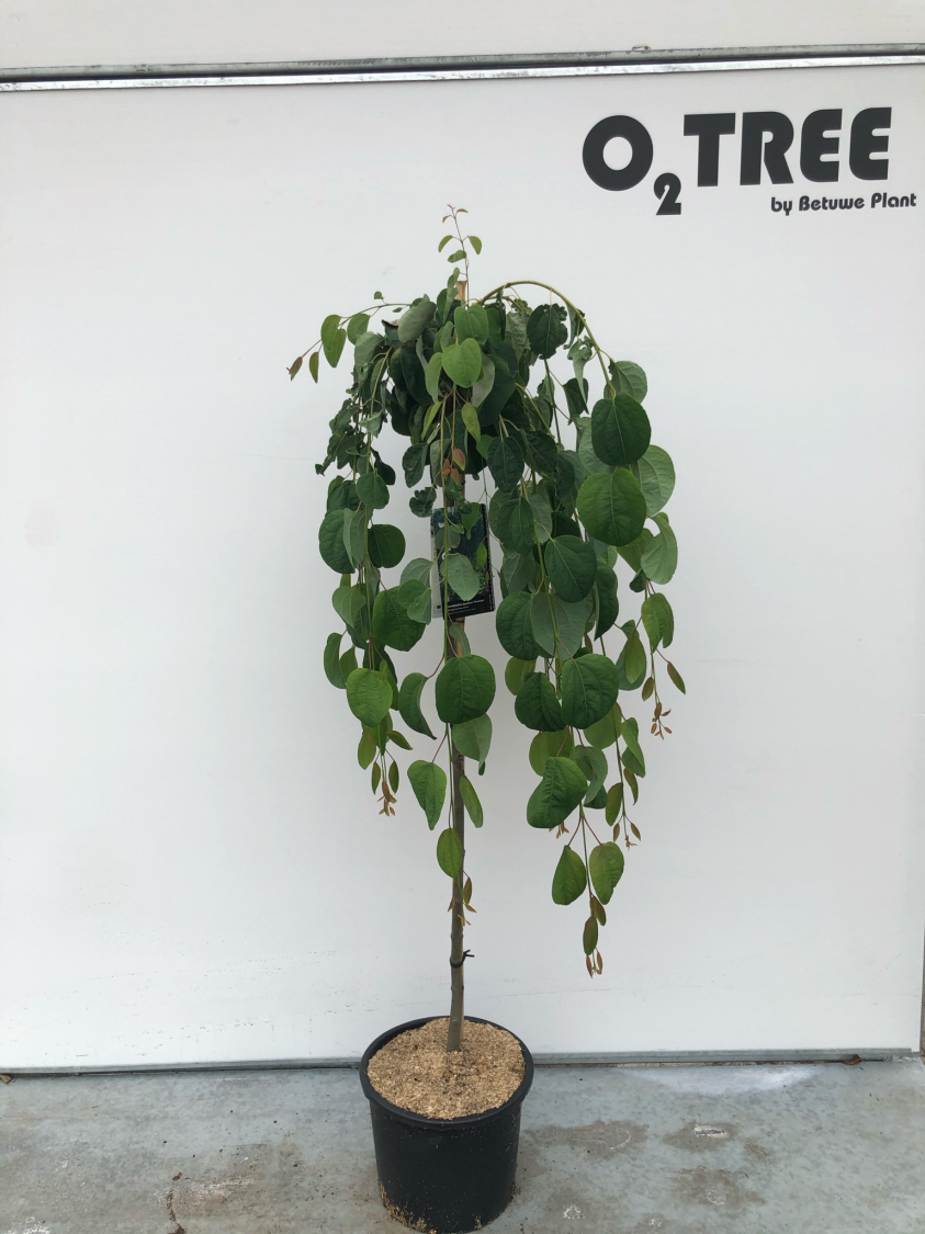 cercidiphyllum-japonicum--pendulum--c15-120cm--2-