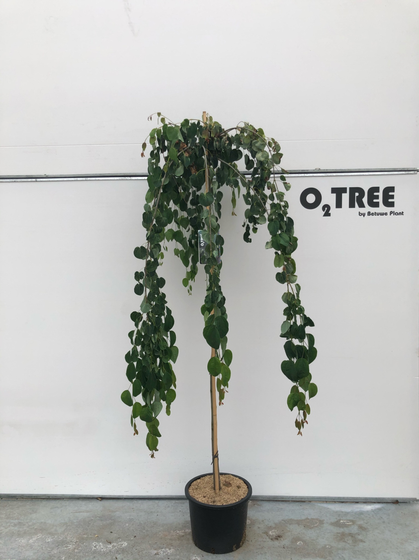 cercidiphyllum-japonicum--pendulum--c20-180cm