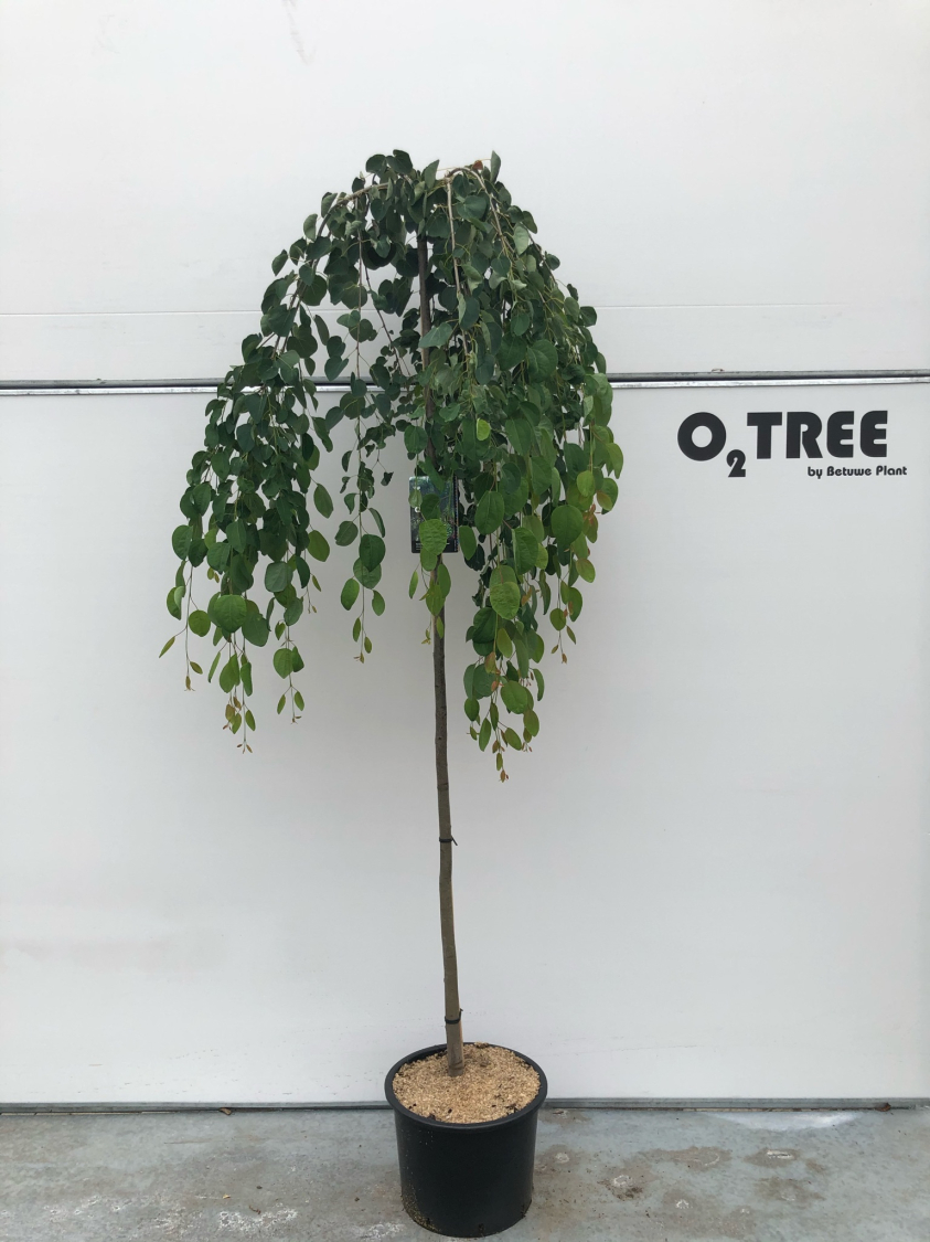 cercidiphyllum-japonicum--pendulum--c20-200cm
