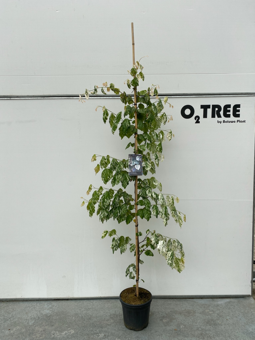 cercis-canadensis--alley-cat--c12-175-200--2-