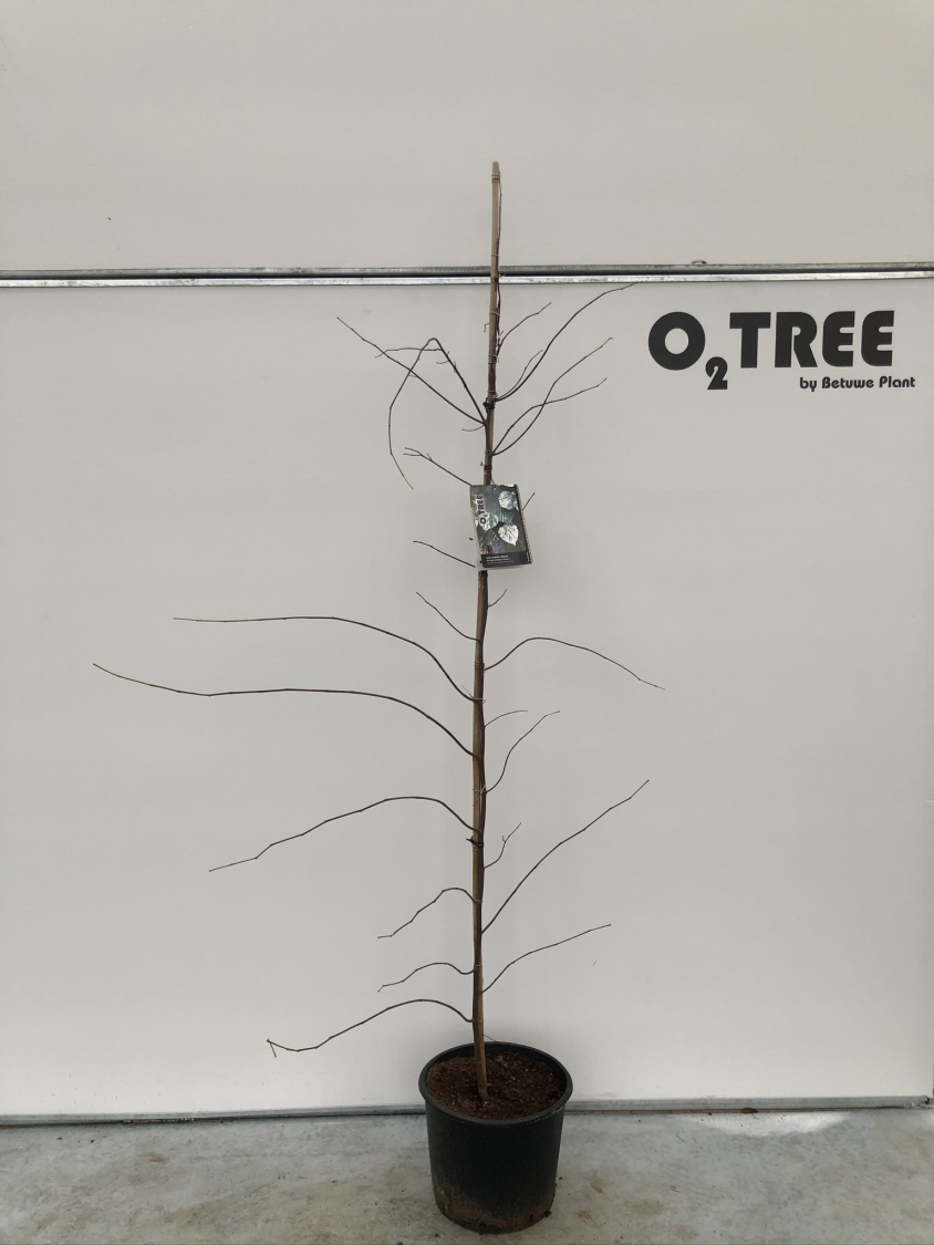 cercis-canadensis--alley-cat--c12-200-250