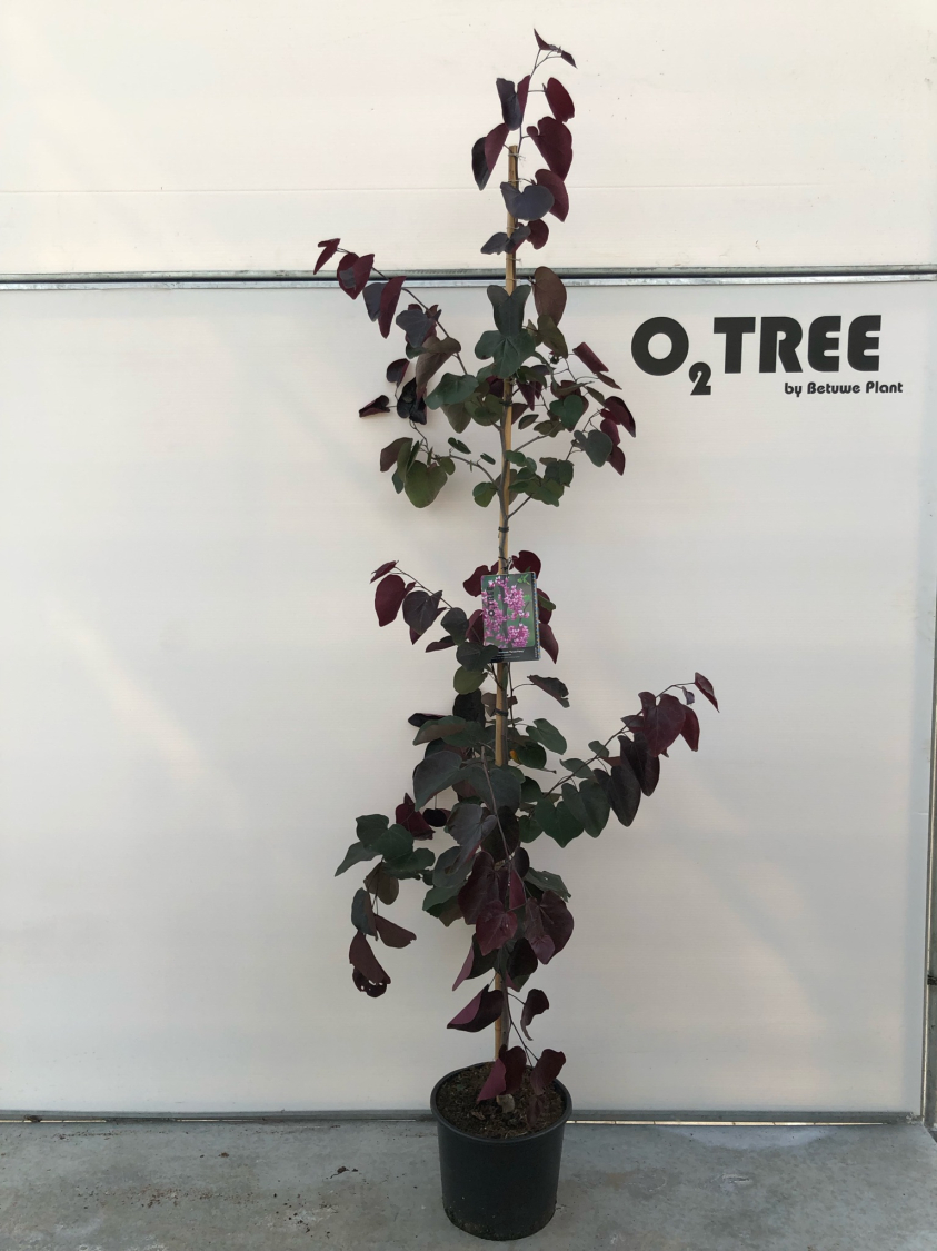 cercis-canadensis--forest-pansy--c12-175--200--3-