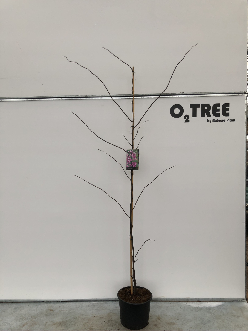 cercis-canadensis--forest-pansy--c12-200-250